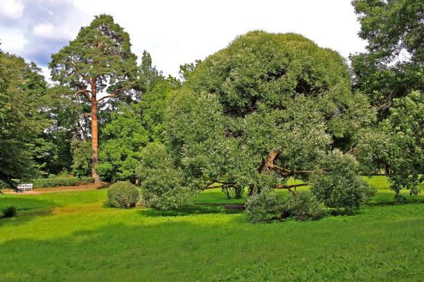 istock Monrepos park in Russia 1221948814