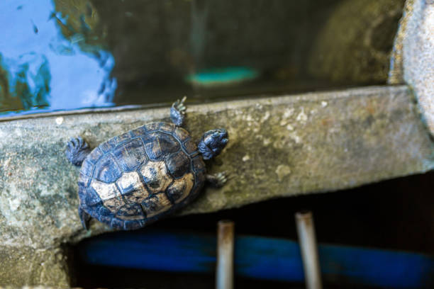 istock Red Eared Terrapin - Trachemys scripta elegans. Red eared slider turtle in the summer sunlight 1221949012