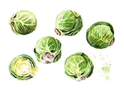 Brussels sprouts set. Hand drawn watercolor illustration isolated on white background