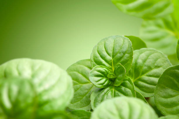 come - mentha rotundifolia foto e immagini stock