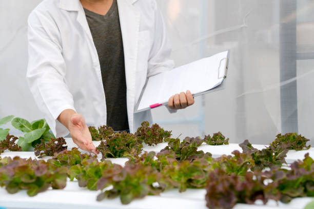 istock Scientist is taking note about experiment results of hydroponic vegetables. 1221949809