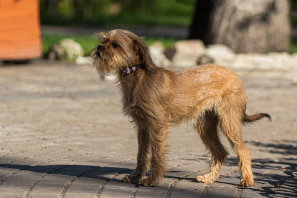 A decorative Belgian (or Brussels) dog Griffon walks in the park. Pets. Close-up.
