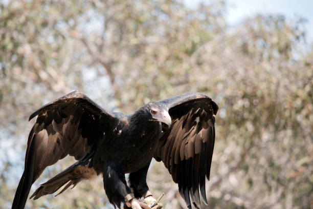 istock the wedge tail eagle is flapping his wings for balance 1221950623