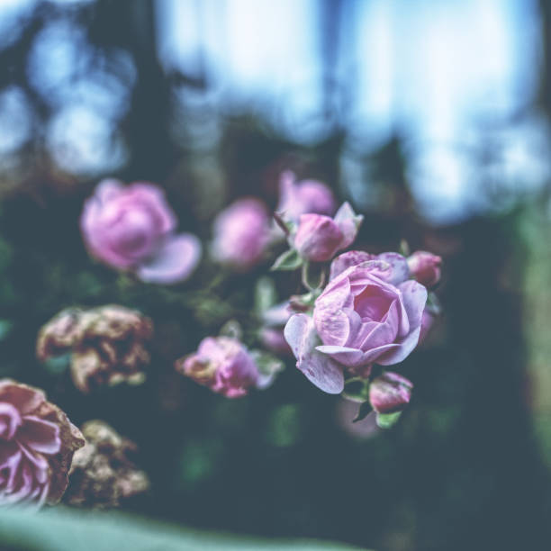 istock Roses in Garden 1221950734