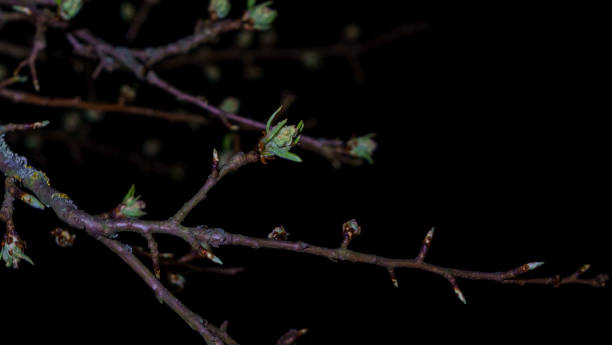 istock First spring buds on a tree brunch on dark night day. Design concept. Space for text. 1221954039