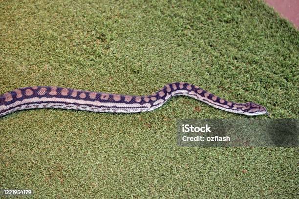 This Is A Side View Of A Carpet Python Stock Photo - Download Image Now ...
