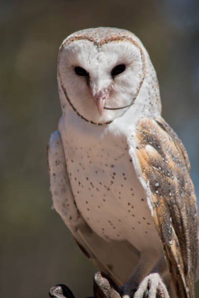 istock this is a close up of a barn owl 1221955383