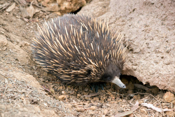 istock the short nosed echidna is searching for ants 1221956263