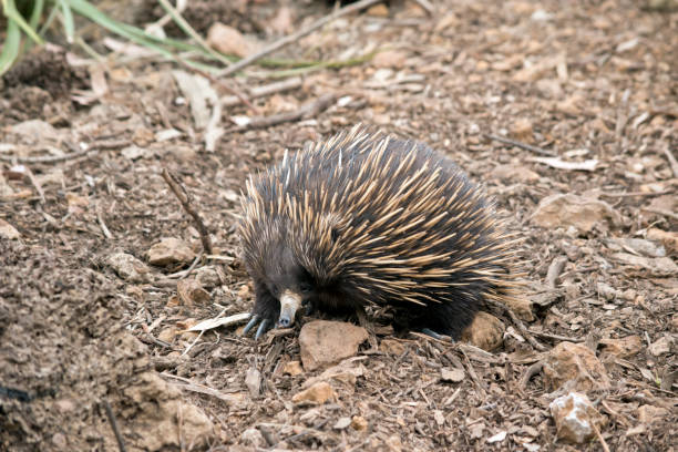 istock the short nosed echidna is searching for ants 1221956476