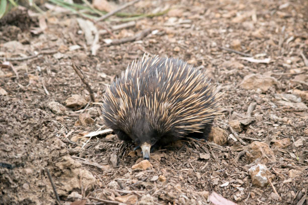 istock the short nosed echidna is searching for ants 1221957445