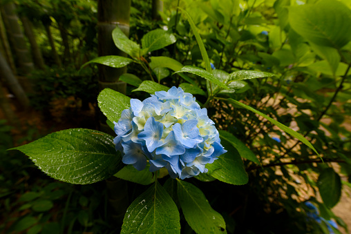 Dry flowers of hydrangea covered by snow on a defocused garden background. Toned image, space for copy.