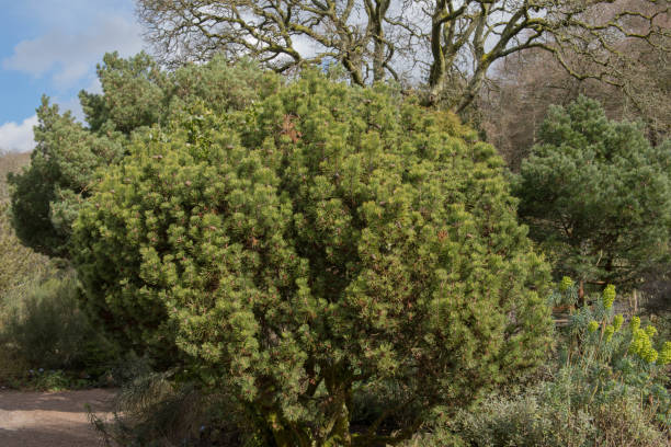 緑の葉と常緑の葉の矮小山松の木のコーン(ピヌスミューゴ'mops')農村デボン、イギリス、英国の庭で育つ - brown pine cone seed plant ストックフォトと画像