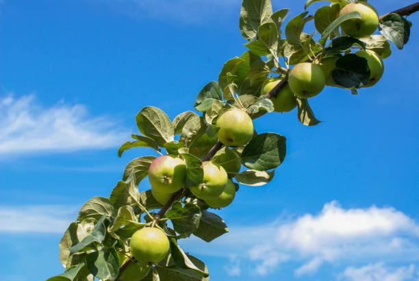 istock Red ripe apples on a branch against a blue sky 1221958529