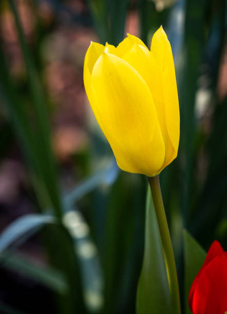 istock Blooming tulip in the garden 1221959426