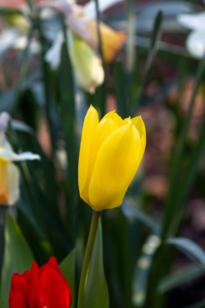 istock Blooming tulip in the garden 1221959477