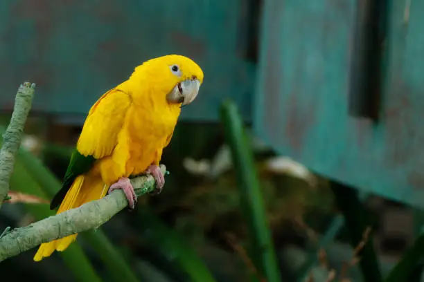 The golden parakeet bird or golden conure.