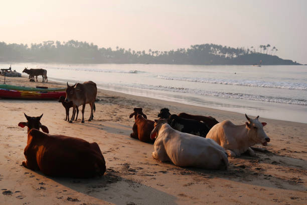 Stock photo of Indian sacred cows / ox sunbathing on beach sand at Palolem Beach sunset, Goa holiday vacation, South India imagen de jóvenes negros, marrones y blancos de vacas sagradas indias / bueyes tomando el sol en la arena de la playa, foto de ganado bueyes salvajes caminando y durmiendo en la arena en palolem beach puesta de sol, vacaciones en goa, el sur de la india