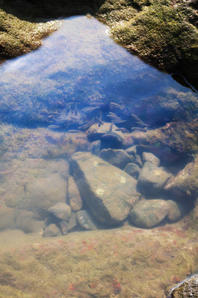 istock Image of coastal feature rocks at low tide, exposed tidal pools, Palolem Beach, Goa, India 1221961007