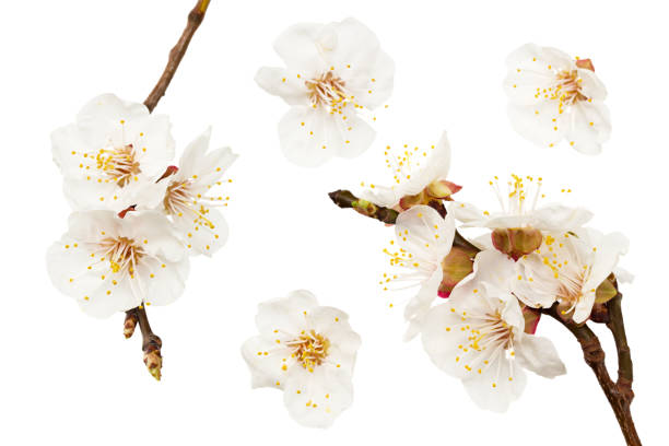 istock apricot flowers isolated on white background. white flowers. top view 1221961703