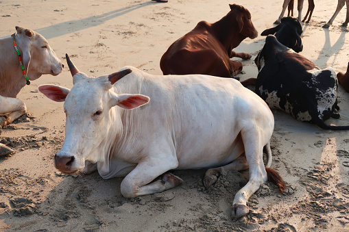 Stock photo showing four sacred cow sunbathing / sleeping on sandy Goa beach holiday resort in India.