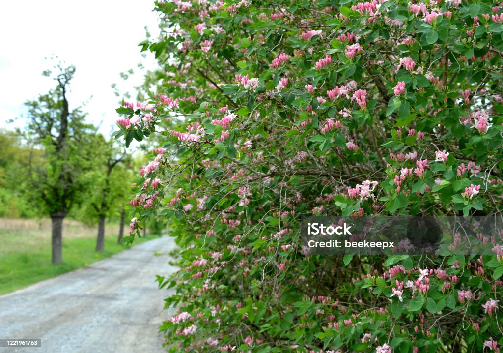 Lonicera tatarica honeysuckle shrub near the park path flowers pink white detail april spring bush tatarica, lonicera, honeysuckle, flower, nature, flowers, plant, garden, green, spring, blossom, pink, flora, bloom, tree, leaf, grass, beautiful, plants, white, field, color, summer, beauty, meadow, colorful, red, blooming, violet, path, park, shrub, branches Honeysuckle Stock Photo