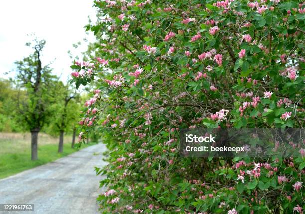 Lonicera Tatarica Honeysuckle Shrub Near The Park Path Flowers Pink White Detail April Spring Bush Stock Photo - Download Image Now