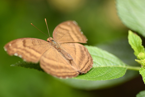 Junonia in the family of Nymphalidae .Brown pansy resting on top of a leaf.