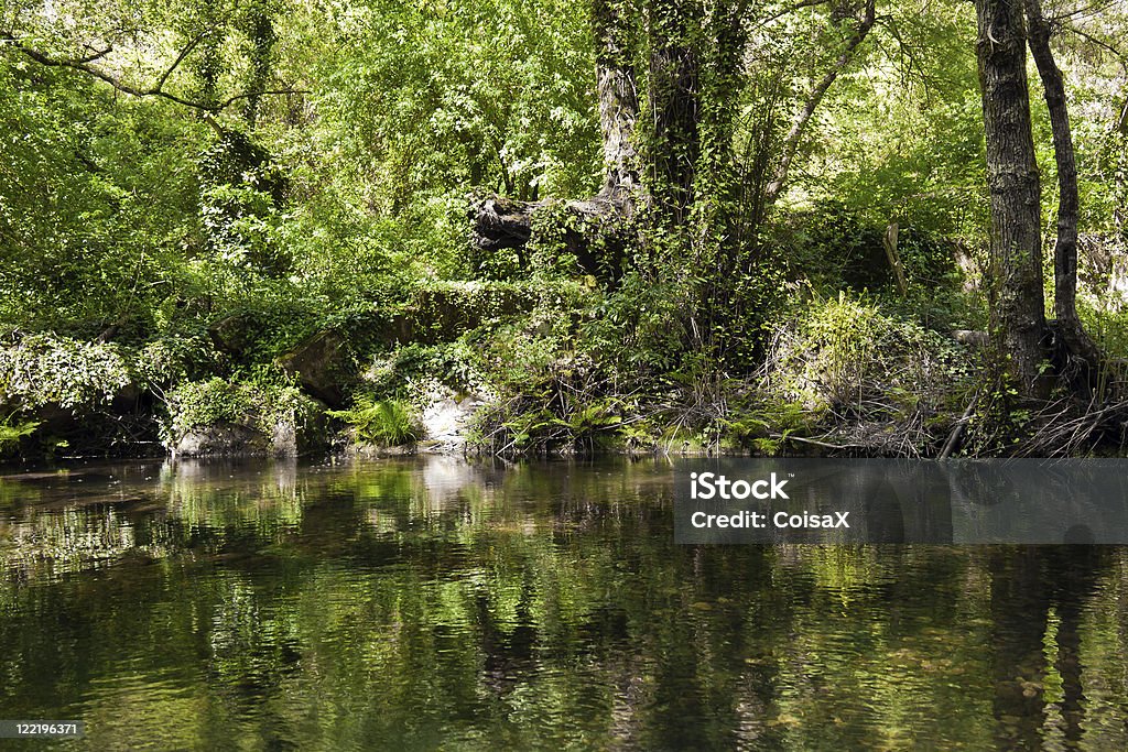 Petite rivière en bois - Photo de Arbre libre de droits