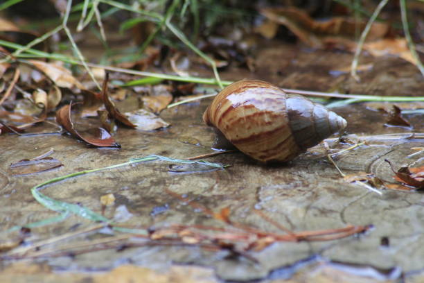 istock A Wet Snail After The Rain 1221963957