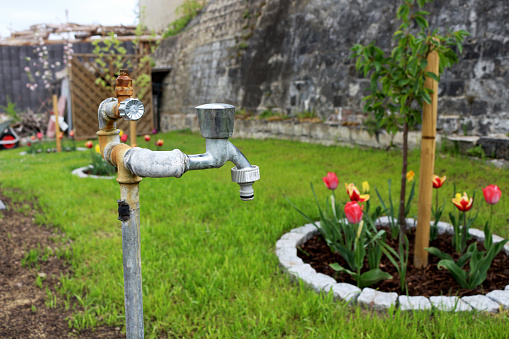 Garden with faucet and tulips