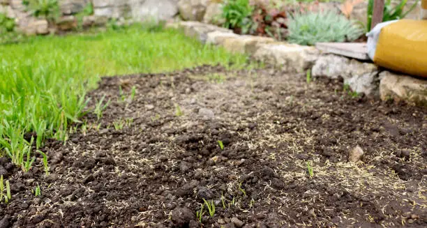 Close-up from sowing the lawn in a garden