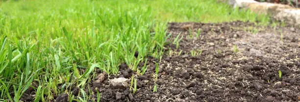 Close-up from sowing the lawn in a garden