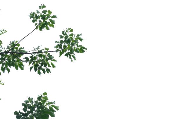 istock Tropical tree leaves with branches on white isolated background for green foliage backdrop and copy space 1221964365