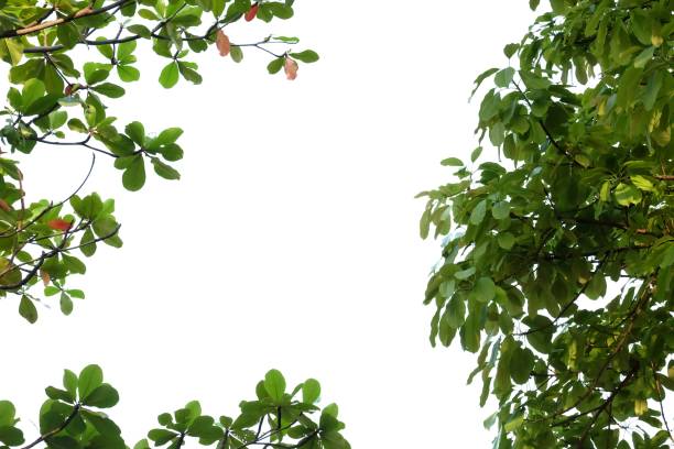 istock Tropical tree leaves with branches on white isolated background for green foliage backdrop and copy space 1221964421