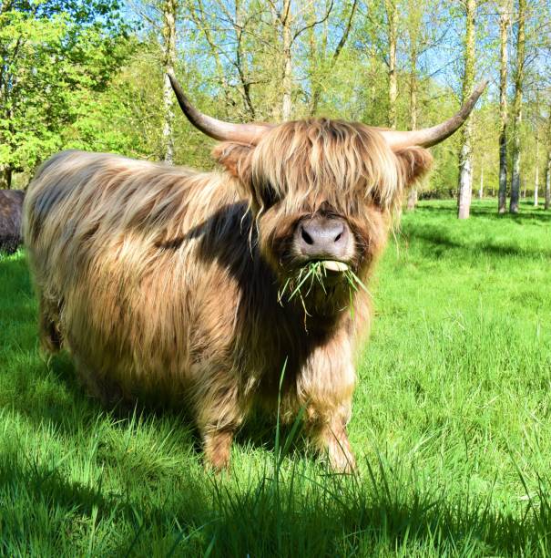 almuerzo de vacas de highland - cattle highland cattle beef animal fotografías e imágenes de stock