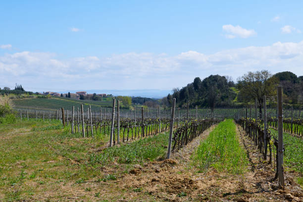 istock Green vineyard on sunny day 1221964961