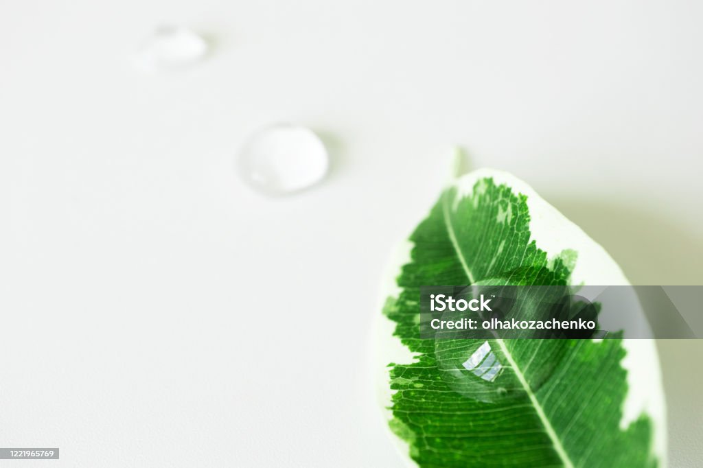 Transparent cosmetic geldrop on plant leaf with selective focus. Concept natural organic skincare product Wet Stock Photo