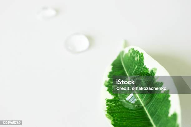 Transparent Cosmetic Geldrop On Plant Leaf With Selective Focus Concept Natural Organic Skincare Product Stock Photo - Download Image Now