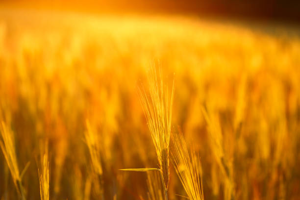 istock Ripe wheat on the field at sunset 1221967484