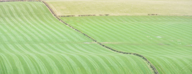 istock Sheep grazing and wavy green fields in Perth and Kinross district, Scotland. 1221967840