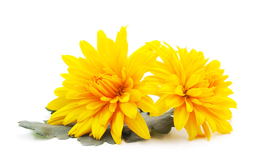 Yellow beautiful chrysonthemum isolated on white background.