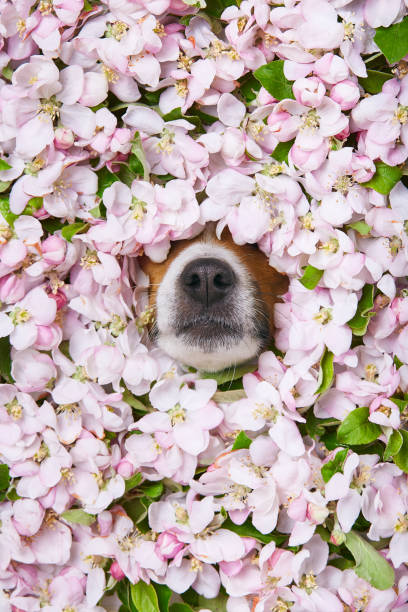 hund in blumen - dogrose stock-fotos und bilder