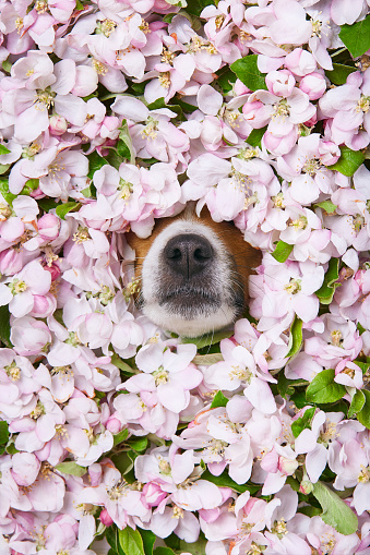 dog nose peeks out of flowers. pink colors