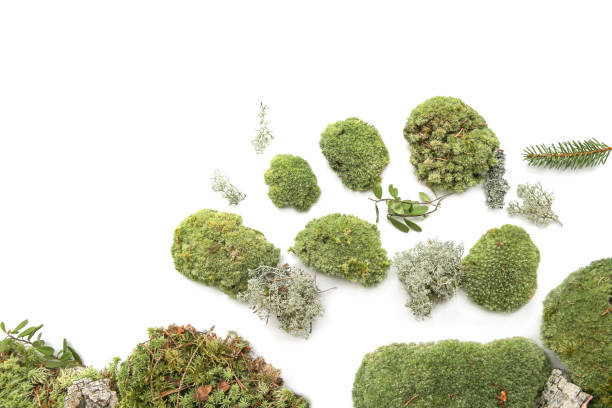 istock Green moss and elements of forest vegetation isolated on white  background. 1221969431