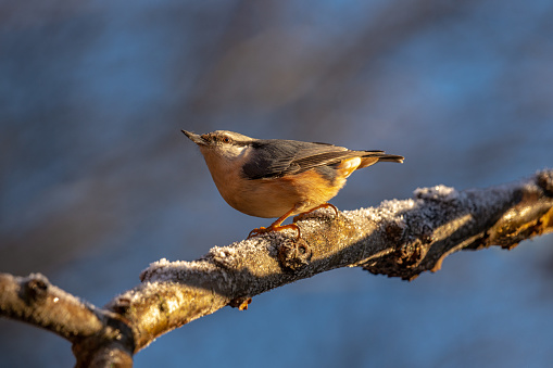 Beautiful close up of a Eurasian Nuthatch sitting on a frosty cold tree branch in yellow winter evening sunlight against a bluish background