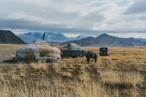 A herd of Bactrian camels grazing in the Mongolian steppe.