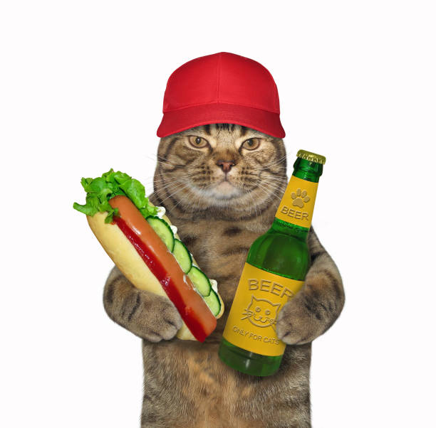 istock Cat likes beer with hot dog 1221971844