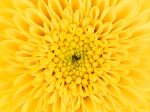 istock Fresh yellow flower isolated on a white background 1221972444