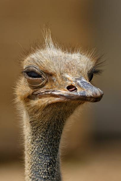 istock close up of an ostrich 1221973255