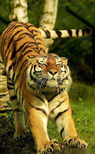 istock Close up of a stretching tiger 1221973552